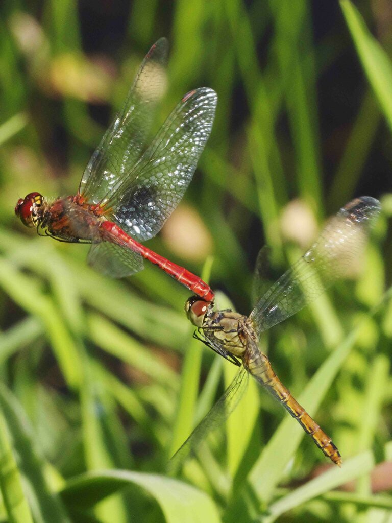 Crocothemis_onfly2