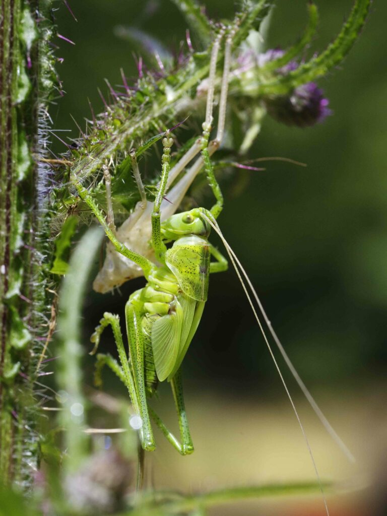 Tettigonia1